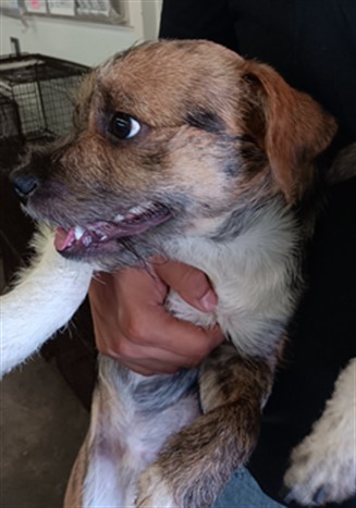 Shelter Stray Male Dog last seen , 1850 W 60th St, Los Angeles, CA 90047, USA