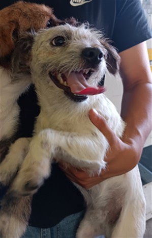 Shelter Stray Male Dog last seen , 1850 W 60th St, Los Angeles, CA 90047, USA