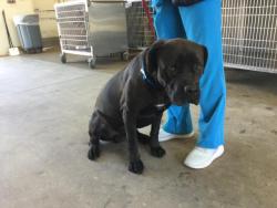 Shelter Stray Male Dog last seen VAN BUREN BOULEVARD/ JURUPA AVE RIVERSIDE, CA 92504, 6851 Van Buren Boulevard, Jurupa Valley, CA 92509, USA
