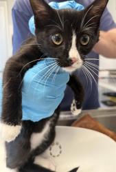 Shelter Stray Female Cat last seen BURLINGTON AC, 221 Stone Quarry Rd, Burlington, NC 27217, USA