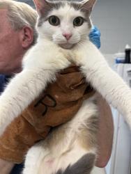 Shelter Stray Female Cat last seen BURLINGTON AC, 221 Stone Quarry Rd, Burlington, NC 27217, USA