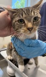 Shelter Stray Female Cat last seen BURLINGTON AC, 221 Stone Quarry Rd, Burlington, NC 27217, USA