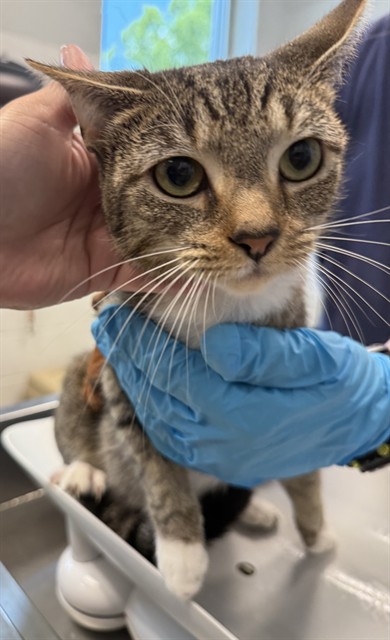 Shelter Stray Female Cat last seen BURLINGTON AC, 221 Stone Quarry Rd, Burlington, NC 27217, USA