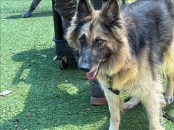 Shelter Stray Female Dog last seen , 14409 Vanowen St, Van Nuys, CA 91405, USA
