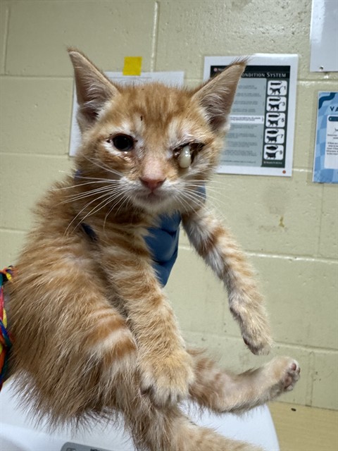 Shelter Stray Male Cat last seen MCBRIDE WAY & CELEBRITY ST, 2127 Front St, Sacramento, CA 95818, USA