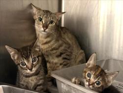 Shelter Stray Female Cat last seen , 3201 Lacy St, Los Angeles, CA 90031, USA
