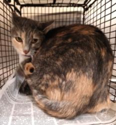 Shelter Stray Female Cat last seen , 3201 Lacy St, Los Angeles, CA 90031, USA