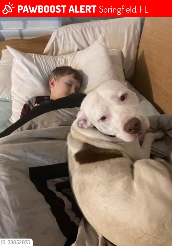 Lost Male Dog last seen Sheffield Road, Springfield, Springfield, FL 32401