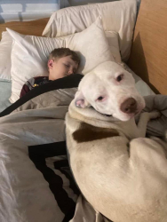 Lost Male Dog last seen Sheffield Road, Springfield, Springfield, FL 32401