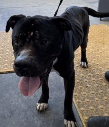 Shelter Stray Male Dog last seen Near BLOCK ROBINSON ST, BAKERSFIELD CA 93305, 3951 Fruitvale Ave, Bakersfield, CA 93308, USA