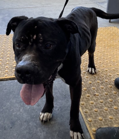 Shelter Stray Male Dog last seen Near BLOCK ROBINSON ST, BAKERSFIELD CA 93305, 3951 Fruitvale Ave, Bakersfield, CA 93308, USA