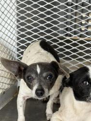 Shelter Stray Male Dog last seen Near BLOCK APPALOOSA, 3951 Fruitvale Ave, Bakersfield, CA 93308, USA