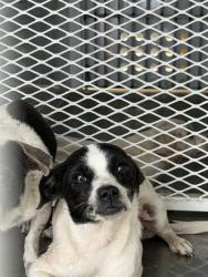 Shelter Stray Female Dog last seen Near BLOCK APPALOOSA, 3951 Fruitvale Ave, Bakersfield, CA 93308, USA