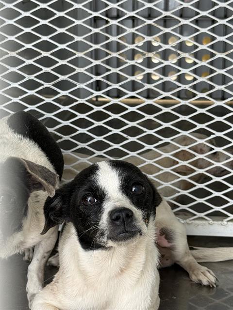 Shelter Stray Female Dog last seen Near BLOCK APPALOOSA, 3951 Fruitvale Ave, Bakersfield, CA 93308, USA
