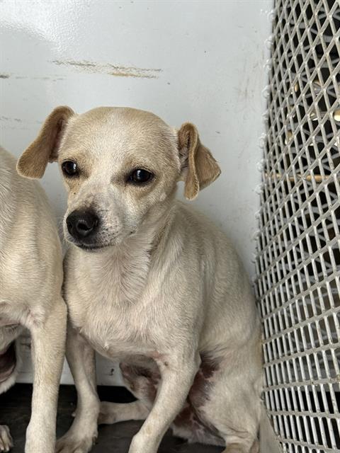 Shelter Stray Male Dog last seen Near BLOCK APPALOOSA, 3951 Fruitvale Ave, Bakersfield, CA 93308, USA