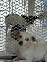 Shelter Stray Female Dog last seen Near BLOCK APPALOOSA, 3951 Fruitvale Ave, Bakersfield, CA 93308, USA