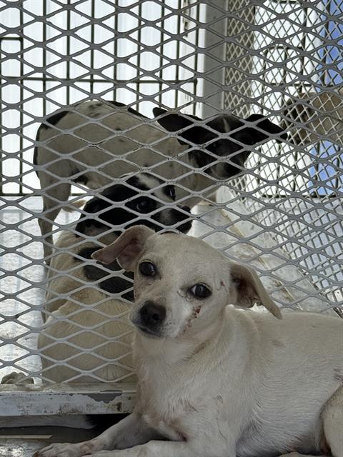 Shelter Stray Female Dog last seen Near BLOCK APPALOOSA, 3951 Fruitvale Ave, Bakersfield, CA 93308, USA