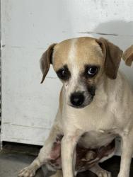 Shelter Stray Female Dog last seen Near BLOCK APPALOOSA, 3951 Fruitvale Ave, Bakersfield, CA 93308, USA