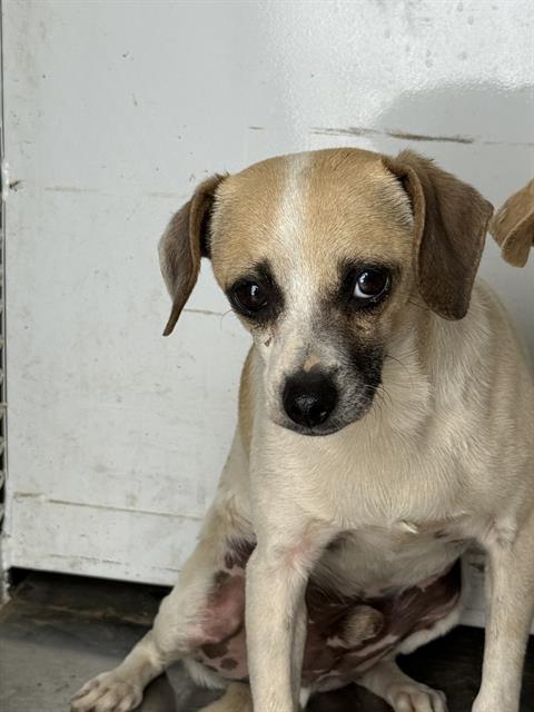 Shelter Stray Female Dog last seen Near BLOCK APPALOOSA, 3951 Fruitvale Ave, Bakersfield, CA 93308, USA