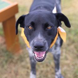 Shelter Stray Male Dog last seen GABY PATH AND PECAN VALLEY, 4710 TX-151, San Antonio, TX 78227, USA