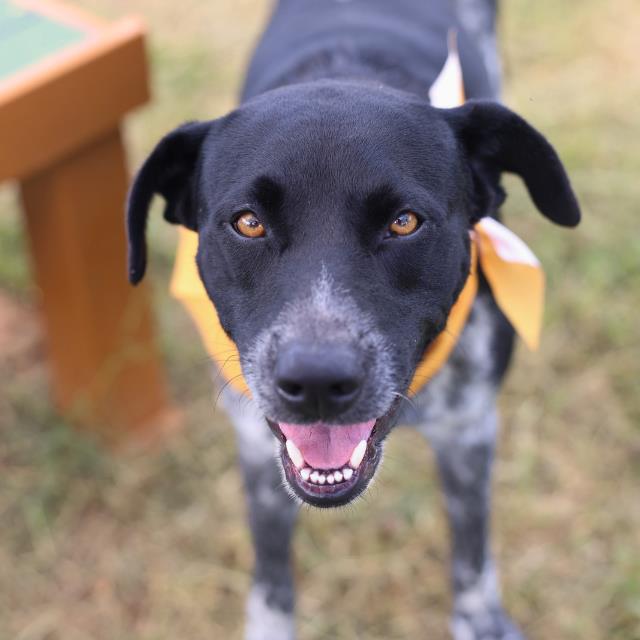 Shelter Stray Male Dog last seen GABY PATH AND PECAN VALLEY, 4710 TX-151, San Antonio, TX 78227, USA