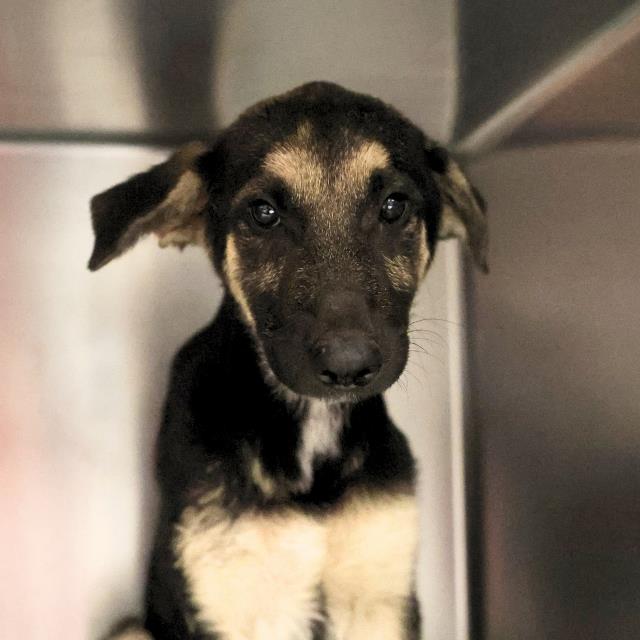 Shelter Stray Female Dog last seen Near BLOCK ACUNA ST, 4710 TX-151, San Antonio, TX 78227, USA