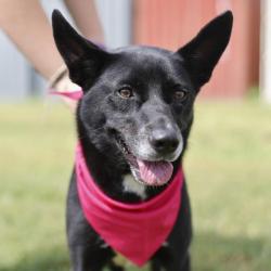 Shelter Stray Female Dog last seen Near BLOCK GLEN RIDGE DR, 4710 TX-151, San Antonio, TX 78227, USA