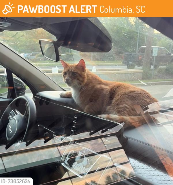 Found/Stray Male Cat last seen Harbison blvd, Columbia, SC 29212