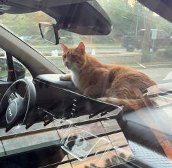 Found/Stray Male Cat last seen Harbison blvd, Columbia, SC 29212