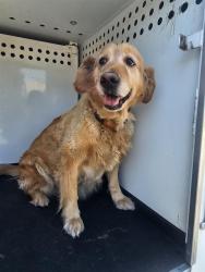 Shelter Stray Female Dog last seen Near BLK GRAND VIEW LN,BAKERSFIELD,CA, 201 S Mt Vernon Ave, Bakersfield, CA 93307, USA