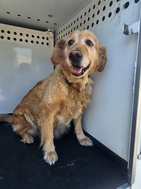 Shelter Stray Female Dog last seen Near BLK GRAND VIEW LN,BAKERSFIELD,CA, 201 S Mt Vernon Ave, Bakersfield, CA 93307, USA