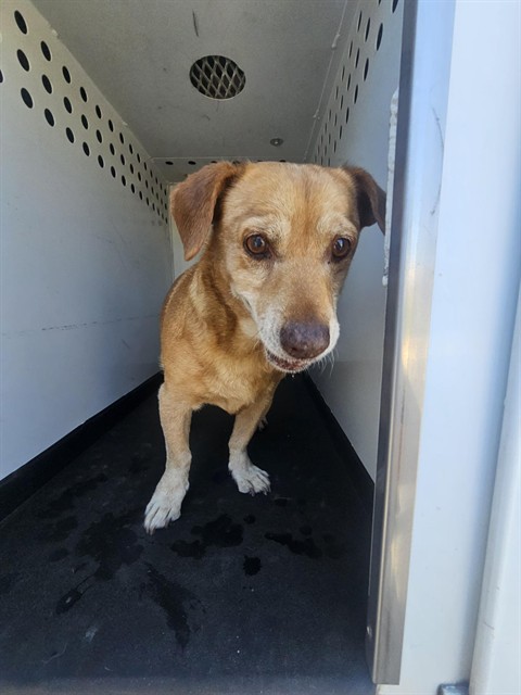 Shelter Stray Male Dog last seen Near BLK GRAND VIEW LN,BAKERSFIELD,CA, 201 S Mt Vernon Ave, Bakersfield, CA 93307, USA
