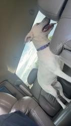 Found/Stray Female Dog last seen Legion Park, Hollidaysburg, PA 16648