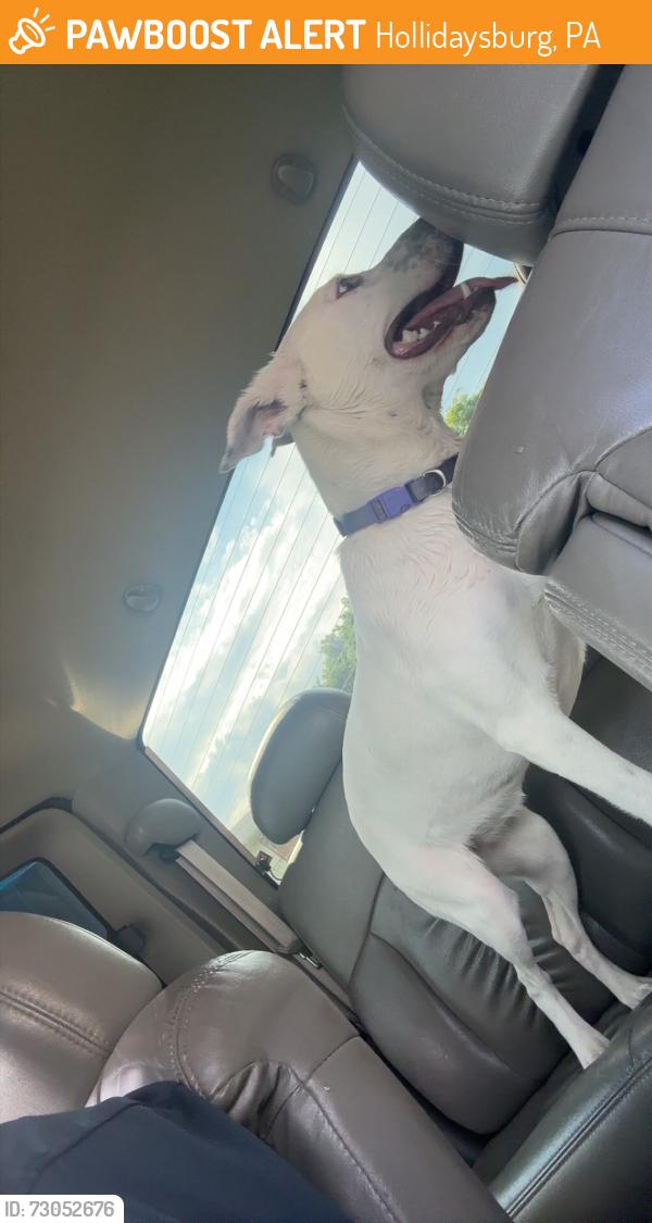 Found/Stray Female Dog last seen Legion Park, Hollidaysburg, PA 16648