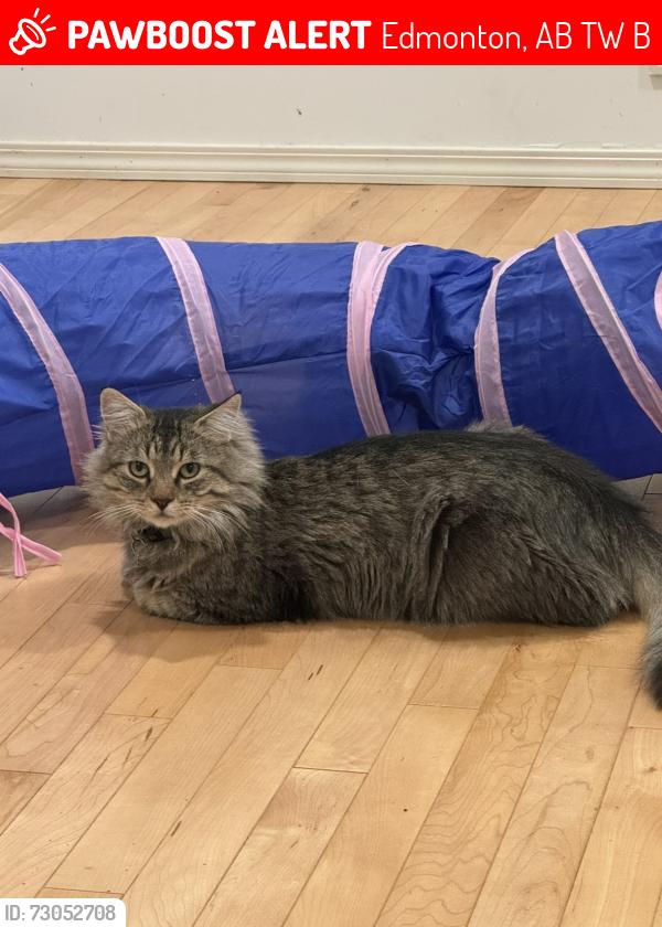 Lost Male Cat last seen Near Blackburn Drive East SW, Edmonton, AB T6W 1B5