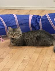 Lost Male Cat last seen Near Blackburn Drive East SW, Edmonton, AB T6W 1B5