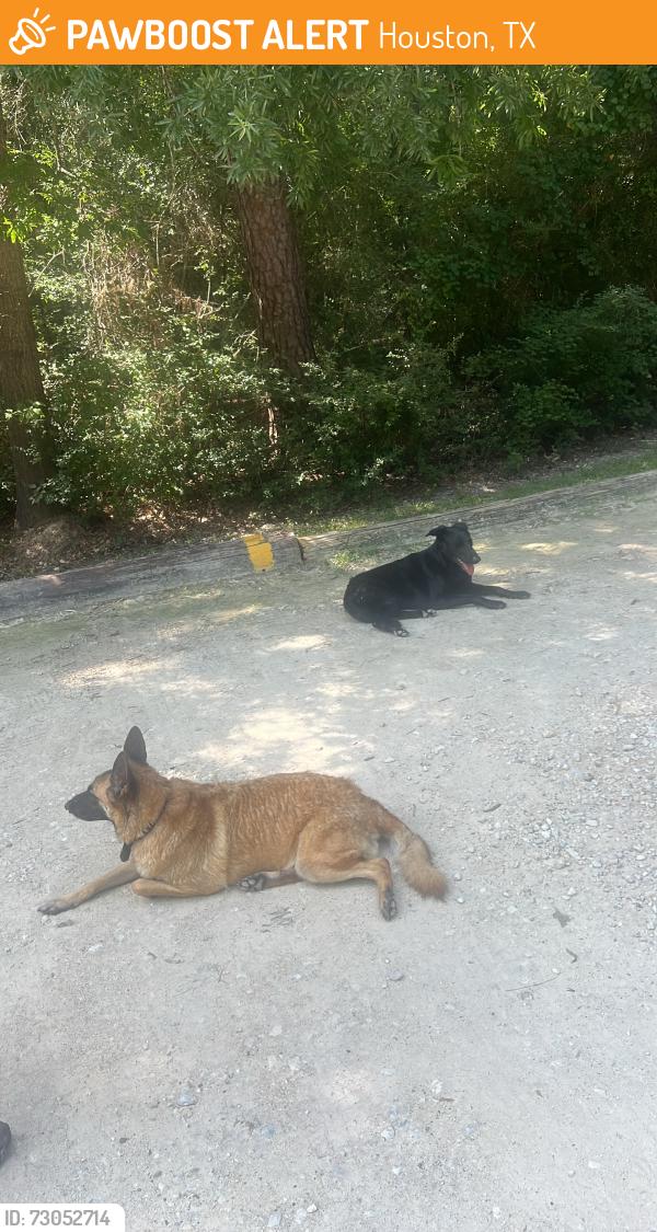 Found/Stray Unknown Dog last seen Near 6500 Kingwood Dr Kingwood, TX 77345 United States, Houston, TX 77339