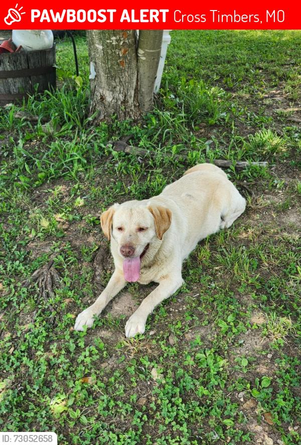 Lost Female Dog last seen County road 66 cross timbers, mo, Cross Timbers, MO 65634