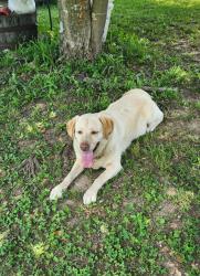 Lost Female Dog last seen County road 66 cross timbers, mo, Cross Timbers, MO 65634