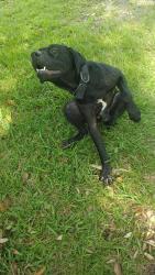 Found/Stray Male Dog last seen Pensacola Florida Delaware, West Pensacola, FL 32506