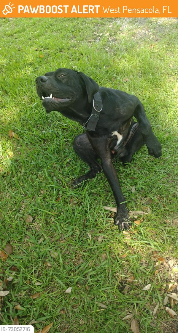 Found/Stray Male Dog last seen Pensacola Florida Delaware, West Pensacola, FL 32506