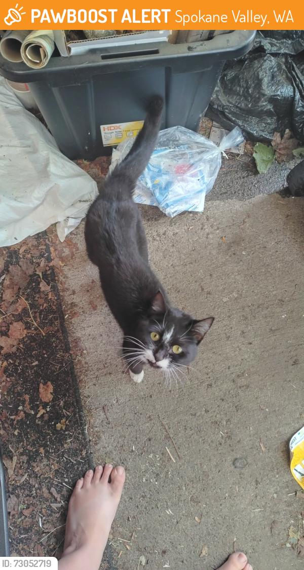 Found/Stray Unknown Cat last seen Trent and Fancher area, Spokane Valley, WA 99212