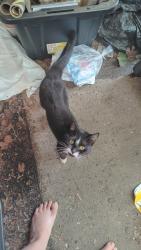 Found/Stray Unknown Cat last seen Trent and Fancher area, Spokane Valley, WA 99212