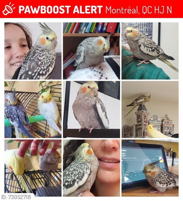 Lost Female Bird last seen St Denis and Mt Royal, Montréal, QC H2J 2N3