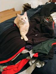 Lost Male Cat last seen Denver Colorado , Jacksonville, FL 32255