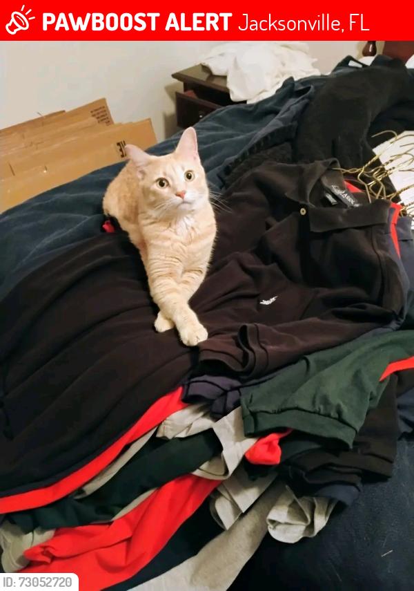 Lost Male Cat last seen Denver Colorado , Jacksonville, FL 32255