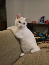 Lost Female Cat last seen Creekside meadows on Boon street, Sumas, WA 98295