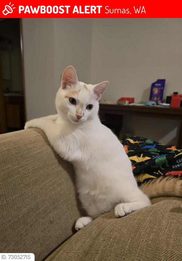 Lost Female Cat last seen Creekside meadows on Boon street, Sumas, WA 98295