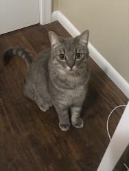 Lost Male Cat last seen Wrightstown and Harrison, Tucson, AZ 85715