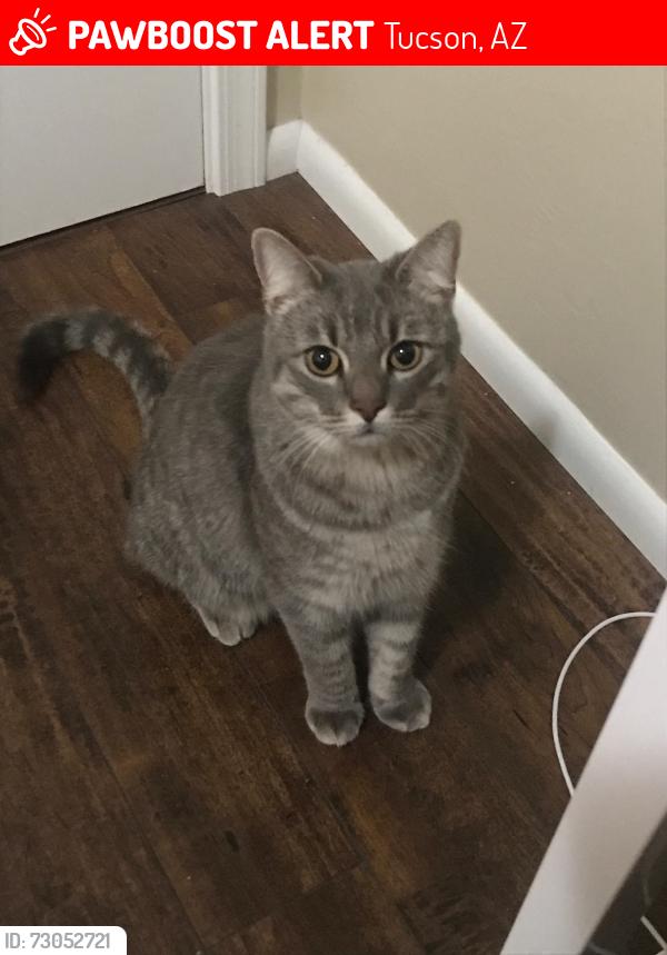 Lost Male Cat last seen Wrightstown and Harrison, Tucson, AZ 85715